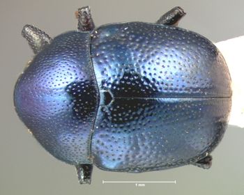 Media type: image;   Entomology 17294 Aspect: habitus dorsal view